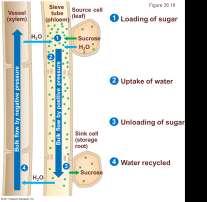 The apoplastic route is for nutrients and the symplastic route is for water. C. The apoplastic route does not involve transport across a cell membrane but the symplastic route does. D.