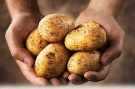 Potatoes are underground stems,