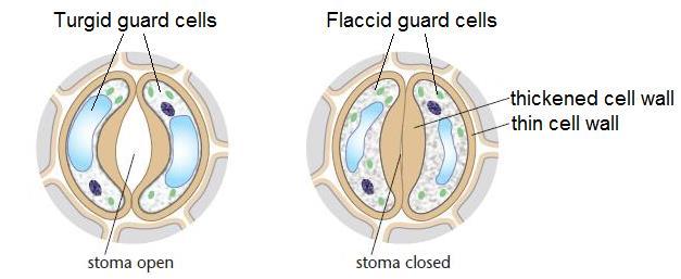 Turgid guard cells Swollen with water Curve away from each other Stoma are open