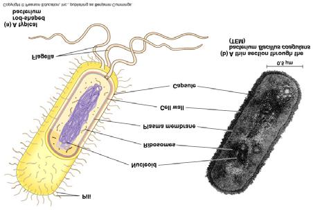 region with DNA, and a cytoplasm.