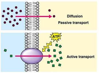 Facilitated Diffusion: Facilitated diffusion is the process of spontaneous transport of molecules or ions across a