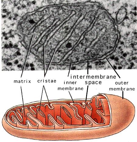 Organelles That Capture and Mitochondria Release Energy Are found in nearly all