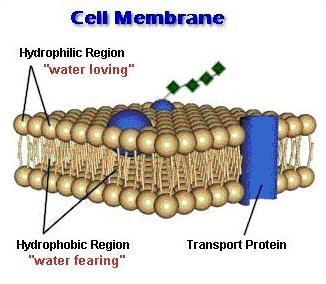 Cellular Boundaries Cell Membrane Consists of a lipid bilayer, a strong but flexible barrier between the cell and its surroundings.