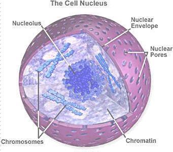 Nucleus In the same way that the main office controls a large factory, the nucleus is the control center of the cell.