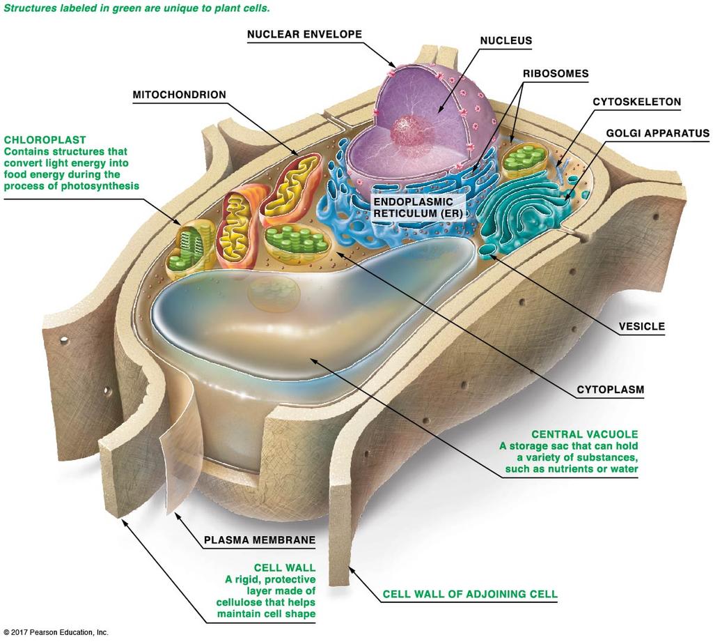 Compared to prokaryotic cells, eukaryotic cells are relatively large (10-fold bigger) and more complex.