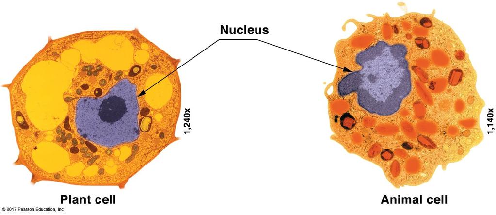 Exocytosis is the export from the cell. Endocytosis is the import into the cell. Human cells contain 46 chromosomes.