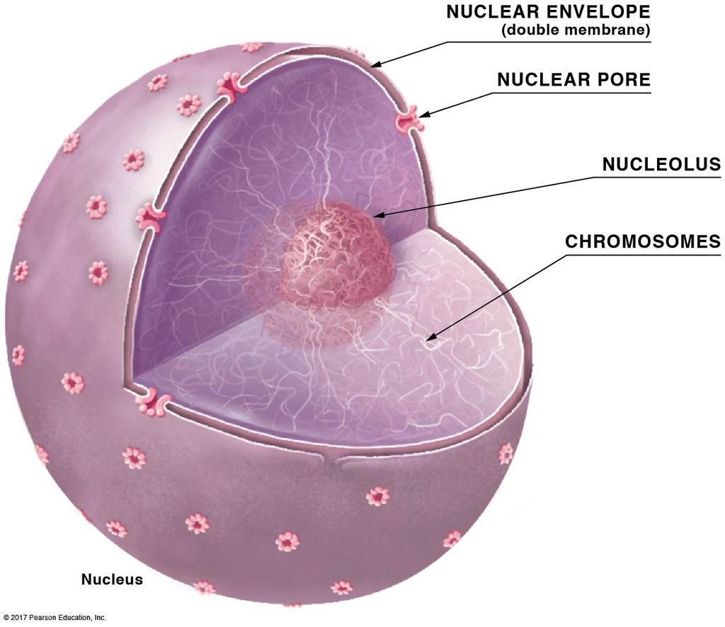 3.5 The nucleus is surrounded by a double membrane called the nuclear envelope. Protein-lined nuclear pores in the nuclear envelope allow certain molecules, such as RNA, to pass through. 3.