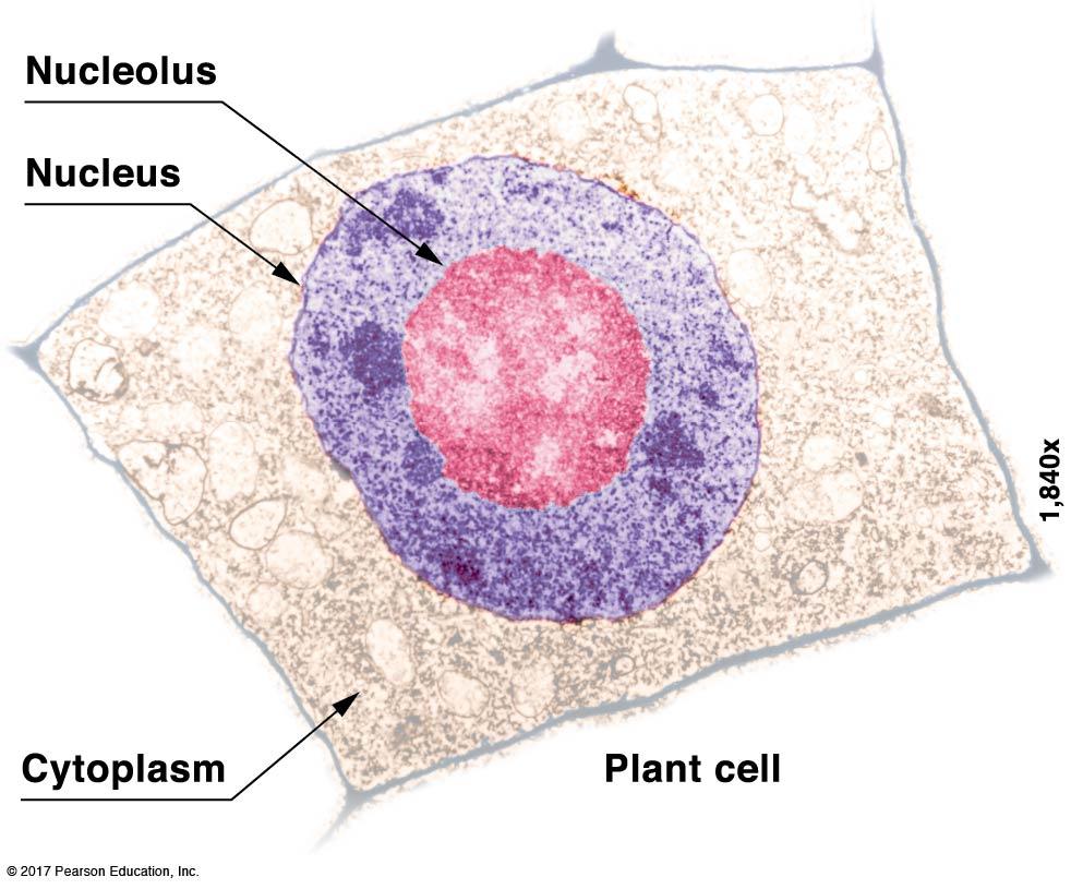 5 The nucleus contains a darker area called a nucleolus. The nucleolus is a particular location within the nucleus. This area produces ribosomal RNA (rrna), an important component of a ribosome. 3.