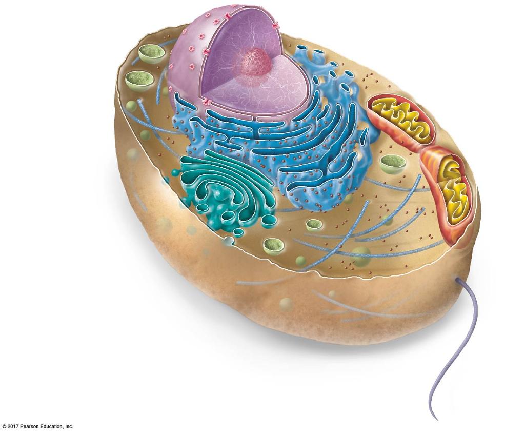 What roles might the following organelles play in the cell factory? Plasma membrane Nucleus Ribosomes Mitochondria 3.6 DNA directs a cell s activities through the production of proteins.