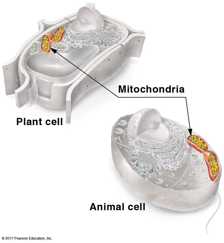 Mitochondria are found in both plant and animal cells (mitochondrion is singular). 3.