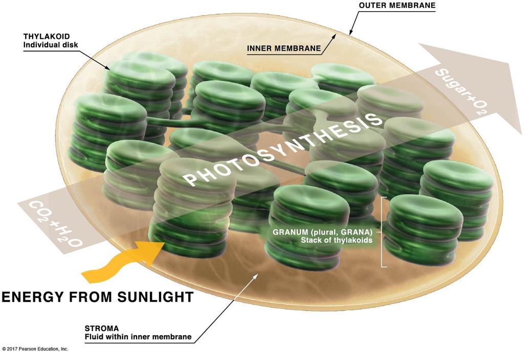 The sugars produced by photosynthesis provide the energy to power the cell.