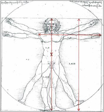 6. Secțiuea diviă este omiprezetă î proporțiile corpului uma.