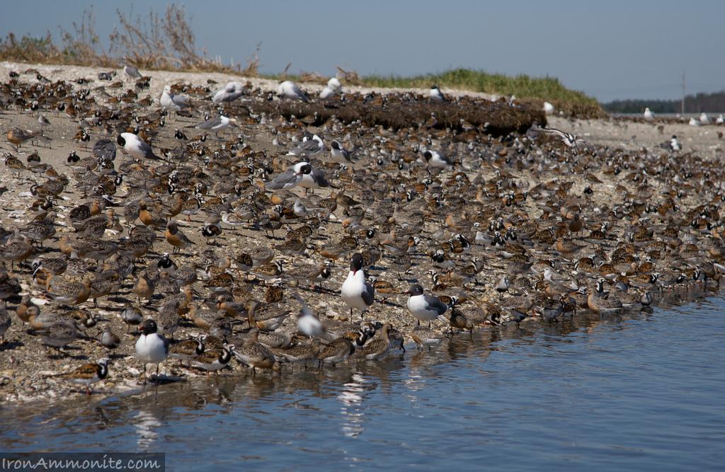 Shorebirds Feeding : Shore birds feeding on