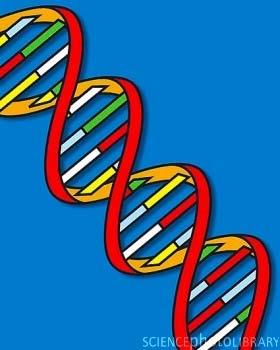 DNA DeoxyriboNucleic Acid DNA is genetic information.