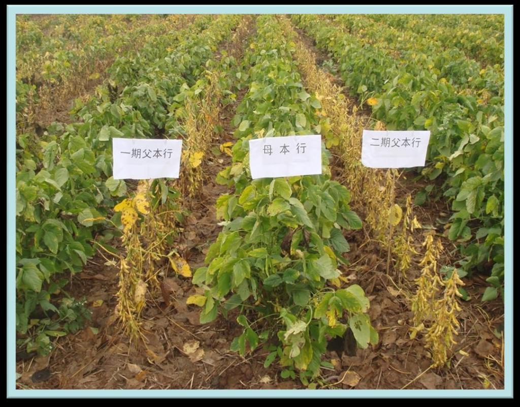 Secondly, the measures of culture technique Adjust the flowering period of soybean cultivars to meet female parent (sterile line) and male parent (restorer or maintainer line).