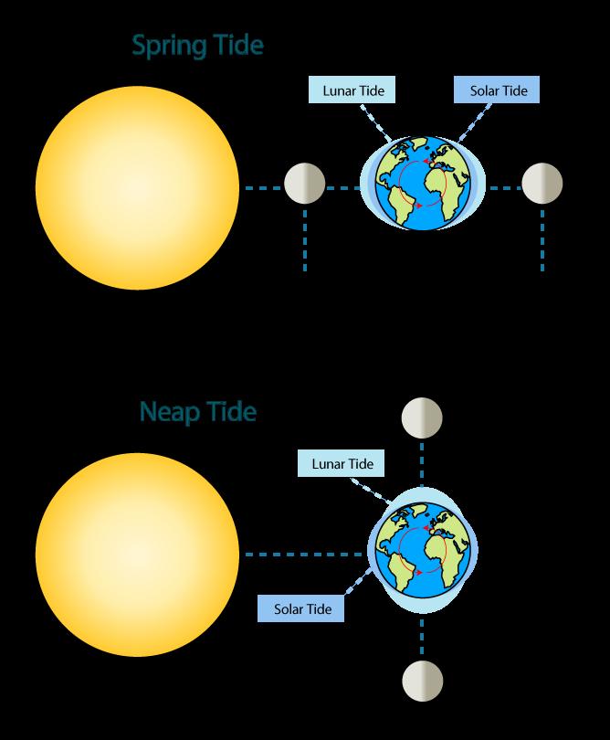 UNIT 9- ASTRONOMY 34 X. TIDES a. Tides are the i. Caused by the moon s ii. Affected by Earth s. b. : tides occur during the and the phases when the,, and are in line.
