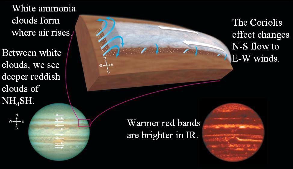 Jupiter's Bands Zones are light-colored (white ammonia)