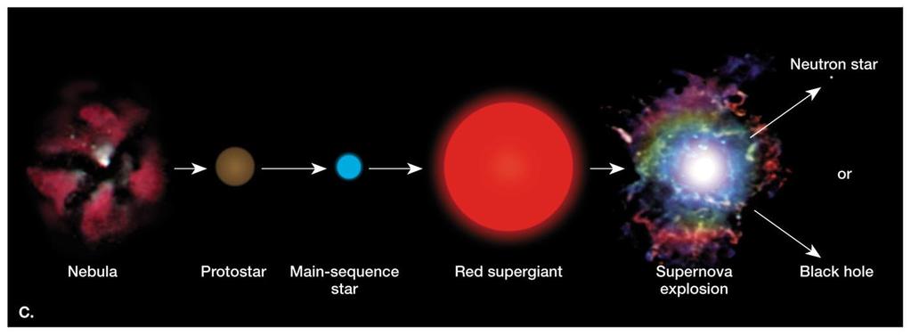 Stellar Evolution Massive star Over 3 solar masses Terminates in a supernova Interior