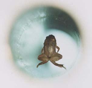 the frog The Frog That Learned to Fly (Molecular Magnetism and Levitation)