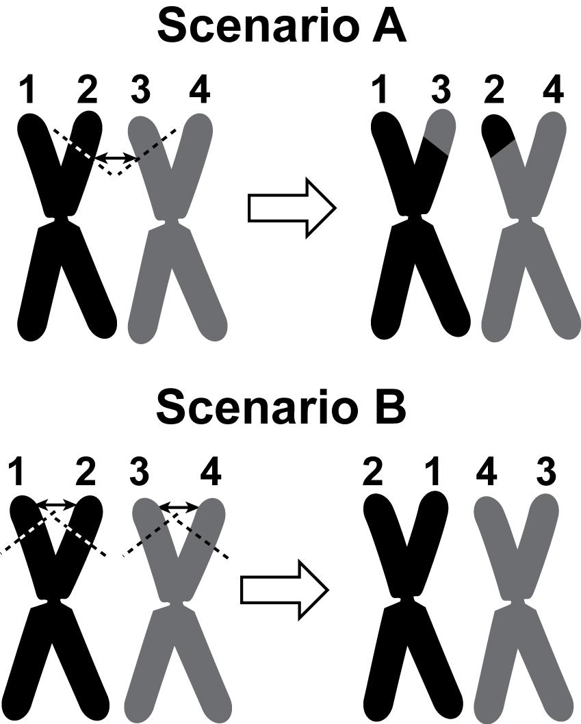 1. The diagrams below show two different scenarios for a pair of homologous chromosomes, known as a tetrad, undergoing a change where segments of DNA switch on parts of the chromosomes.