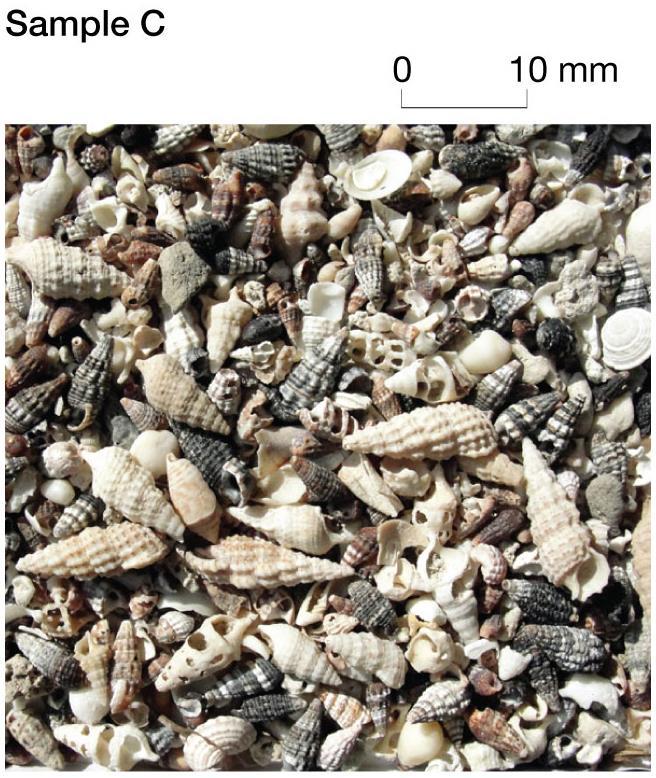 Hint: the sediments are all quartz SAMPLE C (vi) Describe
