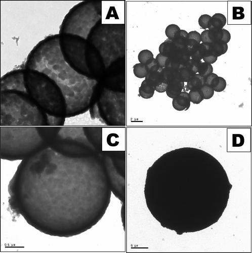 Figure 5. TEM images of calcined hollow shell-type mesoporous silica spheres: at 0.