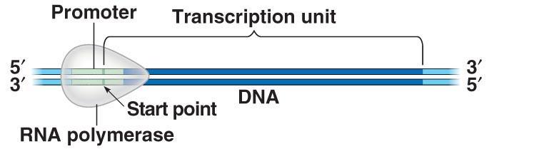 Transcription in more detail 1. Initiation of transcription A.