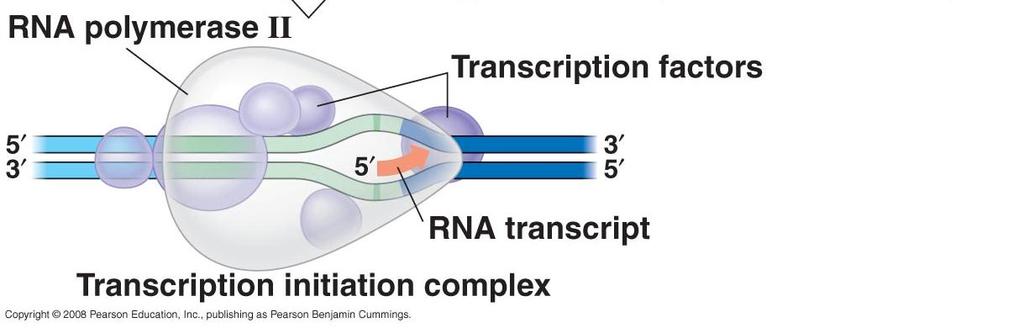C. mrna begins to be synthesized