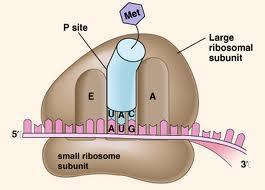 3 binding sites on ribosome P site holds trna A site for trna with