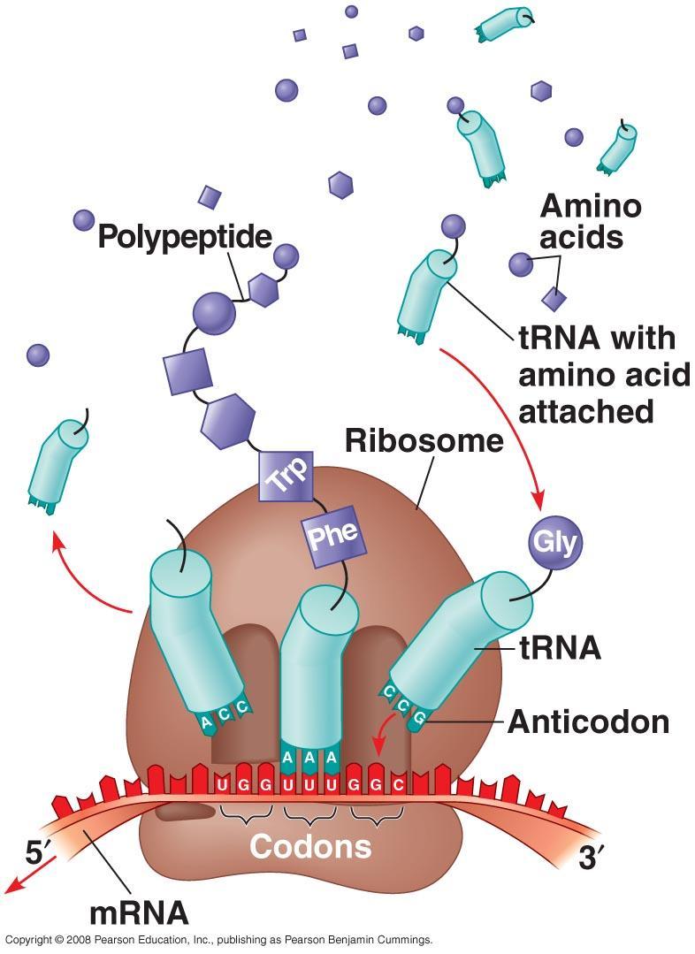 Ribosomes adds each aa from trna to growing polypeptide chain