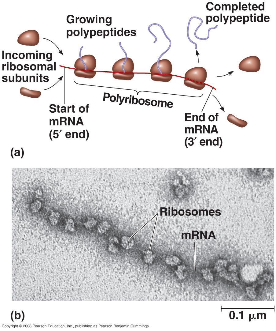 Polyribosomes One mrna