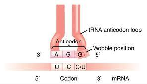 3 rd position in mrna codon wobbles Us and Cs can be matched with