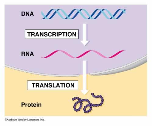 mrna (transcript) leaves nucleus Translated to protein in cytoplasm What organelle translates mrna to protein? How many amino acids? How many amino acids long is a protein?
