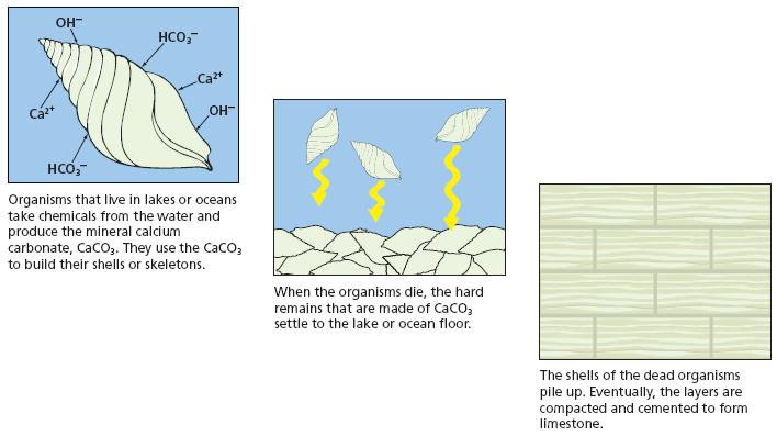 Formation of Limestone-