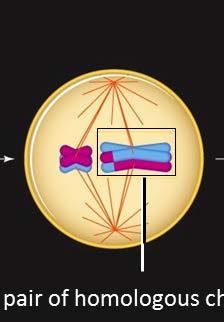 Meiosis I -- Homologous chromosomes separate