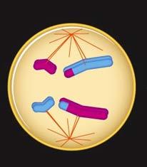 Meiosis I -- Homologous chromosomes separate ANAPHASE 1