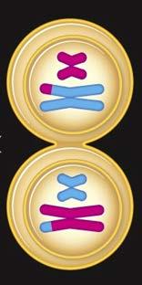 Meiosis I -- Homologous chromosomes separate TELOPHASE 1 (and