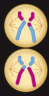 Meiosis II -- Sister chromatids separate ANAPHASE 2 Sister