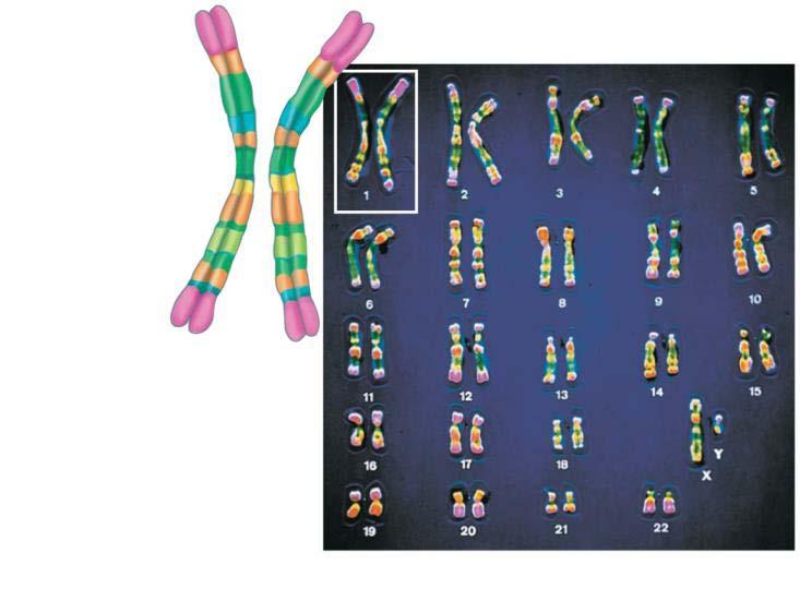 Karyotypes show Replicated Chromosomes Centromere Sister