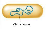 The Process of Cell Division Cells store information in DNA DNA is packaged into chromosomes Prokaryotes =