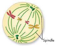 The Process of Cell Division METAPHASE Second phase of