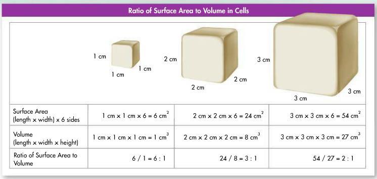 Model it How does the surface area of a cube change as its volume