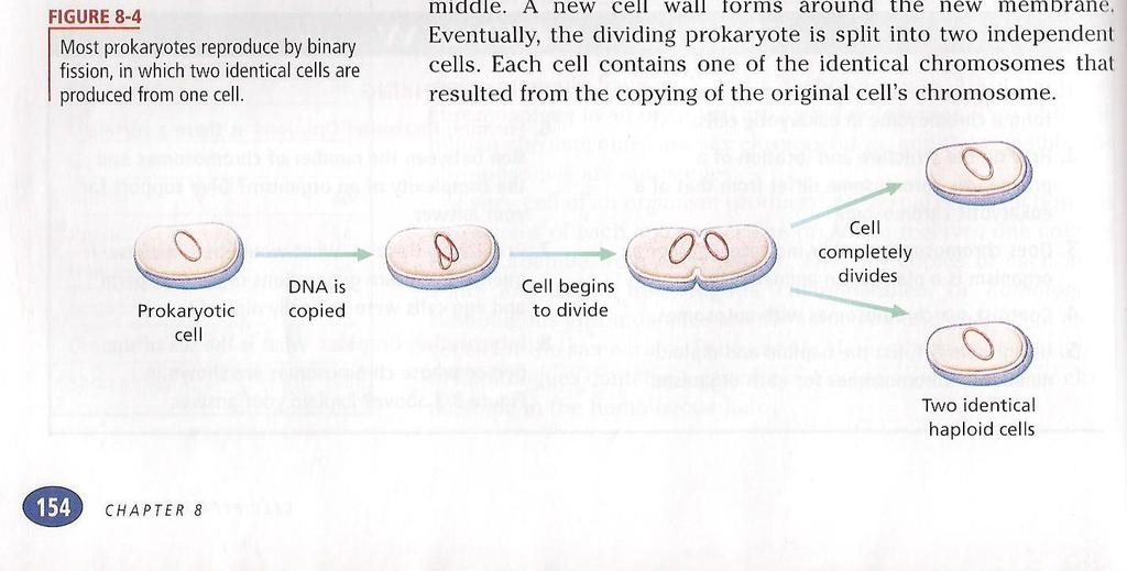 CELL DIVISION PROKARYOTES HAVE A CIRCULAR CHROMOSOME WHICH IS COPIED