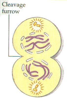 MEIOSIS - TELOPHASE I Paired chromatids may uncoil and become less visible.