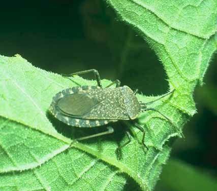, aphids, leafhoppers, scale,