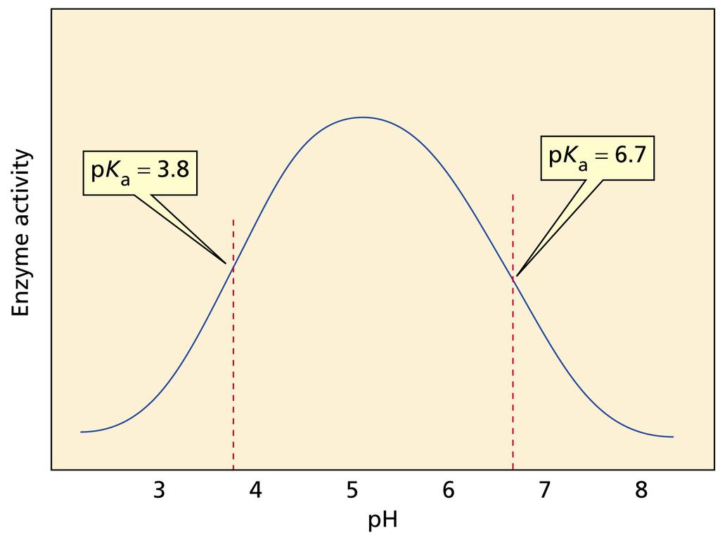 The ph-rate profile of an enzyme is a function of the pk a values of the catalytic groups in the