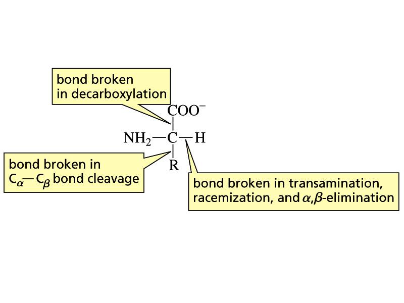 In each of these transformations, one of the bonds to the α-carbon