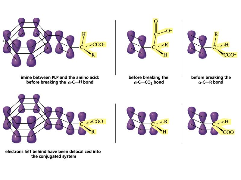In the PLP-dependent reactions, the bond cleaved in the first step of the