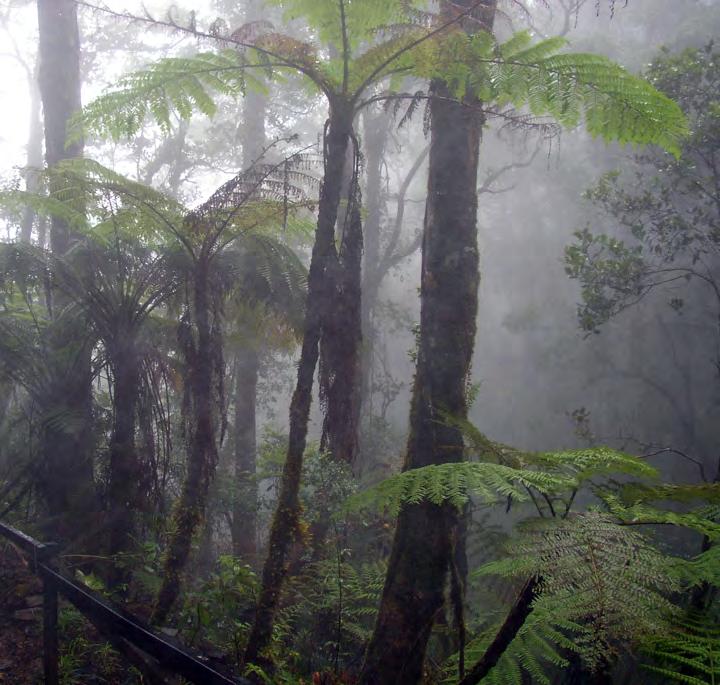 What are cloud forests?
