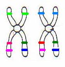 Image modified by Riedell CROSSING OVER Allows for rearranging of DNA in different combinations After